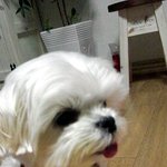 ♥쫑쭌판♥