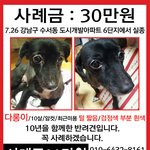 강남구 <b>수서동</b> 다롱이를 찾습니다!![꼭사례하겠습니다]