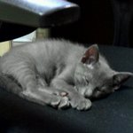 웃기는 우리집 고양이 러시안블루 <b>라온이</b>ㅋㅋㅋ