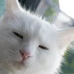 [[[++6탄 ! 사진+동영상 ++]]] <b>우악</b>한 멍멍이와 우아한 냥이의...