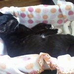 우리집 고양이 시크 민트의  과거와 현재