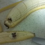 ☆★☆★택배아저씨와 악마바나나 (존웃긴얘ㄱㅣ라고하고안웃기면욕을먹<b>갯지</b>....