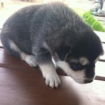 <충격사진>네눈박이 진돗개 5남매이야기 3탄!!