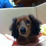 우리↗코코 멍청이닥스훈트를소개합다★