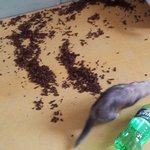 ★★★페릿!!! 매력굳히기!!!!! 2탄★★★