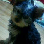 <b>요키</b>판)우울증을 낫게해준 고마운 내새끼