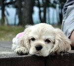 (추가)애견호텔링중 직원실수로 잃어버린 우리 봄이를 찾습니다.....