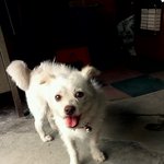 길 잃은 강아지 주인을 찾습니다 (광주광역시 <b>동구</b>)