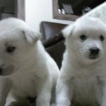 ★2탄★(사진 有) 저희집 진돗개를 소개합니다! [스압 주의]