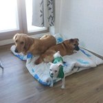 <b>우빈</b>이의 일상 2 ( 아기태어났다고 반려견을 버리지 말아주세요)