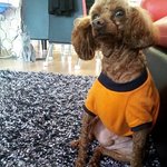 스압 주의 ) 베리 <b>돌프</b>의 귀요미 사진 대방출!