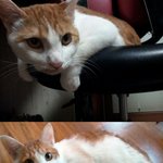 [대구/경북 경산] 고양이 입양. 급해요. 부탁드려요