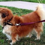 <b>웰시</b>코기 유전자의 위엄 (액박땜시 다시올립니다~!!!)