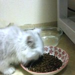 울 아기 고양이 <b>단추</b> ♡