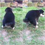 네눈박이 진돗개 5남매이야기 4탄!!!!!!!