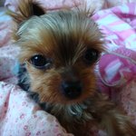 사진有有)))  귀여워 죽겠어서 긔욤이 ♥..♥