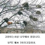 고양이 <b>탄생</b>의 비밀