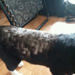 우리집 고양이 시크 <b>민트</b>의 미용전 미용후