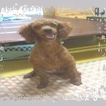 ◈◈◈ <b>하룻</b>만에 얼굴을 바꾼 초코의 가족을 찾습니다 ◈◈◈