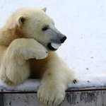 섹시, <b>요염</b>한 포즈의 동물들