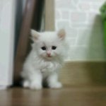 동영상有★우리집동생을제치고 우리집기쁨조,귀요미인 "레미"와의 동거<b>story</b>