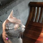 사진有동영상有)★ 고양이 매력에 빠져봅시다<b>람</b>쥐~