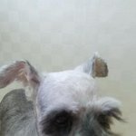 ★<b>일산</b>에서 잃어버린 강아지를 찾습니다.★