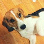 비글판) 아이라인이 매력적인 야<b>롱이</b>