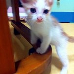 사람같은 고양이, 빙구