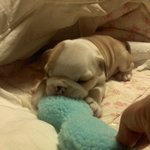 ☆★애견샵 <b>민사</b>를 걸려고합니다.(제발봐주세요)