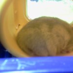 ★★사진有)<b>오뎅</b>씨가 아파요 ㅠ_ㅠ(햄스터기침대책有})★★