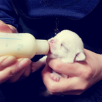 6개월된 <b>믹스</b>견 우리 곰이를 소개합니다^^