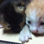 (추가) 부르면 달려나오는 <b>지하</b>주차장에 살고있는 길냥이