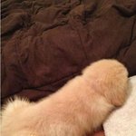 <b>지연이</b>강아지 ㅎㅎ