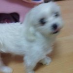 노원구 상계동에서 강아지를 찾습니다(찾았습니다@