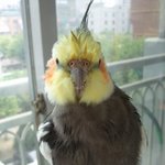 ☆★☆★남들과는다른 우리콩이를 소개함다☆★☆★