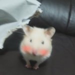 ★[사진多]'햄'<b>스터</b> 리챔과의 3달★