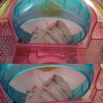 사랑스런 푸딩 -_-*