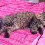 (사진有)2탄!<b>성묘</b>가된 뽕찌찌느님