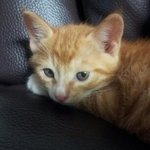 한국 고양이의 매력을 보여<b>주마</b>~