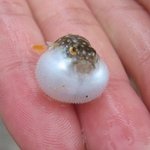 표정이 특히 귀여운 <b>동물</b>들