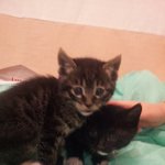 너무이쁜 <b>모찌</b>&amp;마루♥