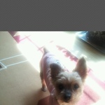 인천 <b>주안</b>에서 잃어버린 마음이를 찾습니다.!!!!!!!(도와주세요...