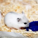 우리집의귀요미 대갈앤다리를 소개합니다^.^(스압주의)