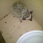 ★★인천/고슴도치/이 더위에 버려졌네요★ 아이들입양잘갔어요^^