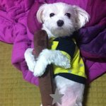 강아지도 인형을 <b>안고</b> 자더라고요!- _-;;