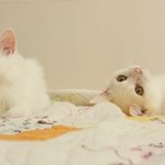 이쁜냥이! 터키쉬앙고라~<b>로야</b>쿠야 환상커플♥