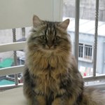 (세마리고양이와살기) 철수편!!