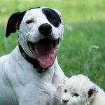 [사진有] 믹스견과 <b>백호</b>