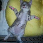 베키.<b>베니</b>.베컴 3남매♥